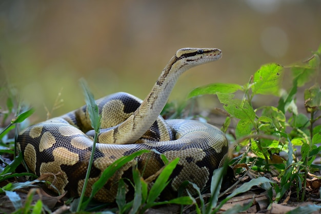 Wąż Ball Python na trawie w tropikalnym lesie