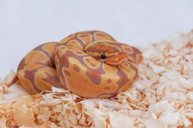 Wąż Banana Ball Python