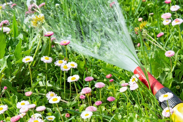 Wąż do podlewania, z którego woda wylewa się na trawnik z kwiatami stokrotki, leży na trawniku