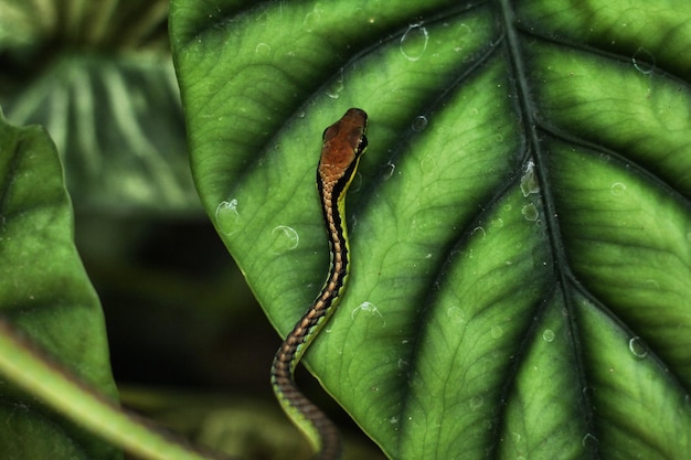 Wąż linowy jest gatunkiem węża drzewnego i jest szeroko rozpowszechniony od Indii po archipelag indonezyjski