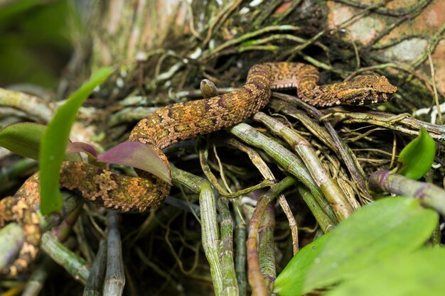 Wąż pitviper z płaskim nosem Trimeresurus puniceus na gałęzi drzewa