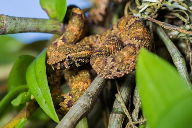 Wąż pitviper z płaskim nosem Trimeresurus puniceus na gałęzi drzewa