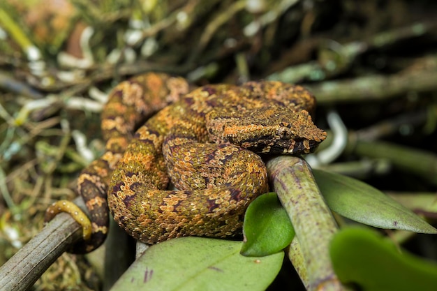 Wąż pitviper z płaskim nosem Trimeresurus puniceus na gałęzi drzewa