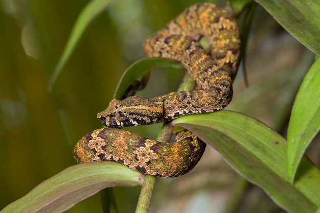Wąż pitviper z płaskim nosem Trimeresurus puniceus na gałęzi drzewa