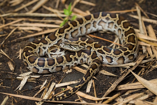 Wąż Pyton Birmański Molurus Bivittatus