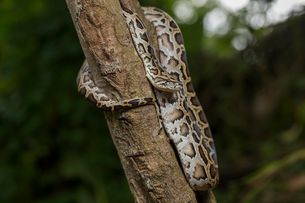 Wąż Pyton Birmański Molurus Bivittatus