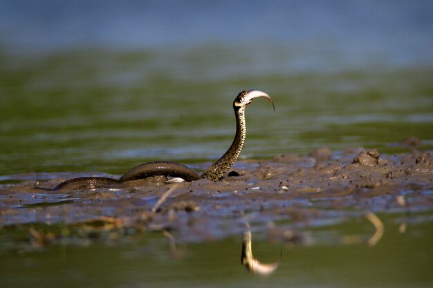 Zdjęcie wąż trawiasty zjadający rybę w kopacki rit w chorwacji