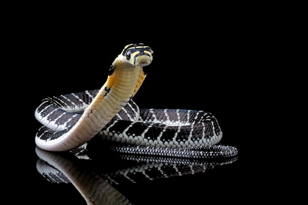 Zdjęcie wąż z czarnym tłem