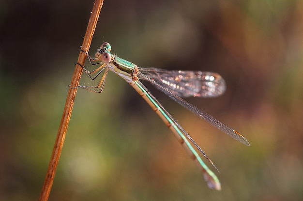 Ważka (Lestes Barbarus)