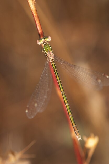 Ważka (Lestes Barbarus)