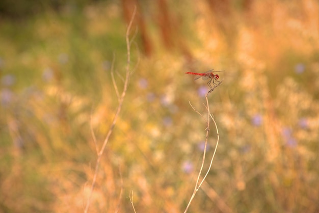 Ważka na gałęzi trawy w letni dzień bokeh