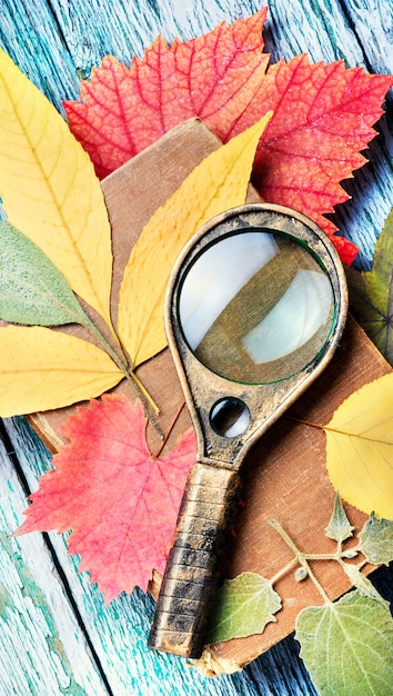 Wciśnięty suszony herbarium różnych roślin