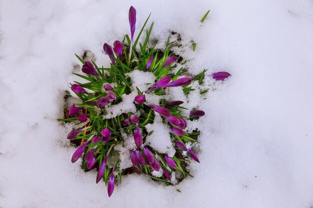 Wczesną wiosną krokusy purpurowe w śniegu wczesną wiosną krokusy purpurowe w śniegu