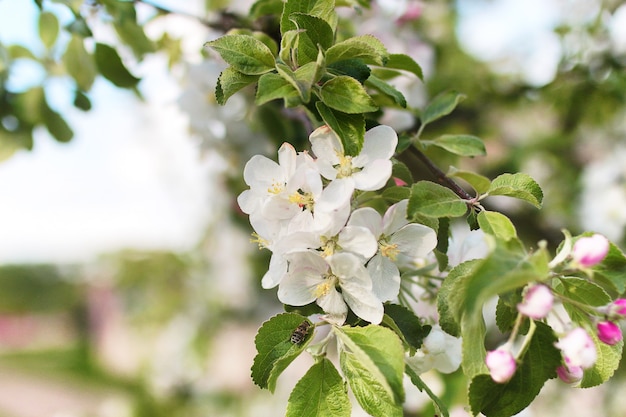 Wczesną wiosną kwitnąca jabłoń o jasnych białych kwiatach