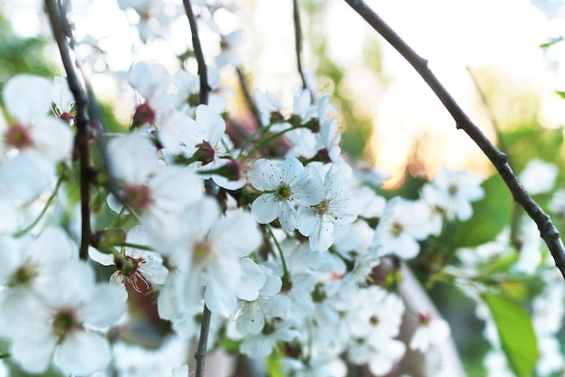 Wczesną Wiosną Kwitnąca Jabłoń Z Jasnymi Białymi Kwiatami