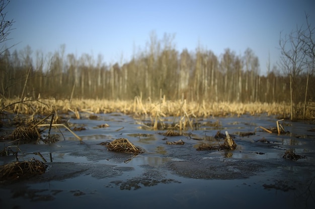 wczesna wiosna w lesie / drzewa bez liści, śnieg topnieje, szary smutny park leśny na wiosnę