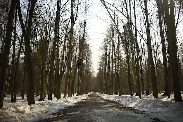 Wczesna Wiosna W Lesie / Drzewa Bez Liści, śnieg Topnieje, Szary Smutny Park Leśny Na Wiosnę