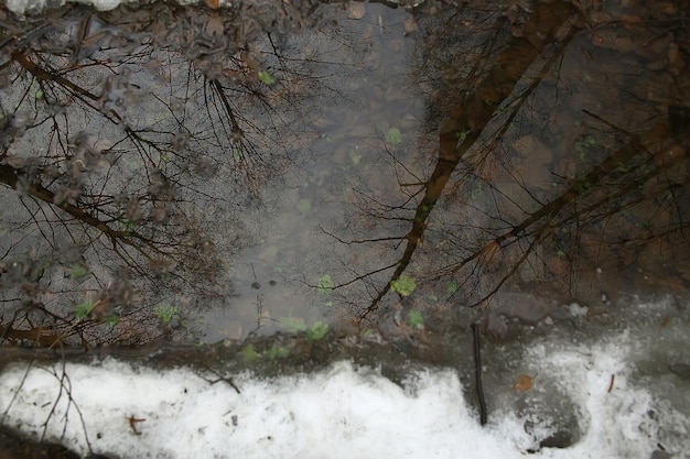 wczesna wiosna w lesie / drzewa bez liści, śnieg topnieje, szary smutny park leśny na wiosnę