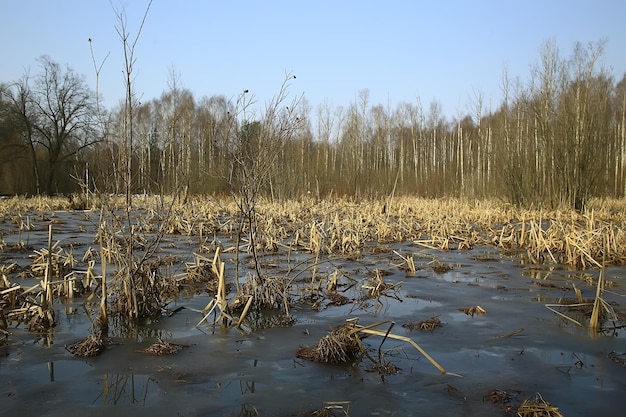 wczesna wiosna w lesie / drzewa bez liści, śnieg topnieje, szary smutny park leśny na wiosnę