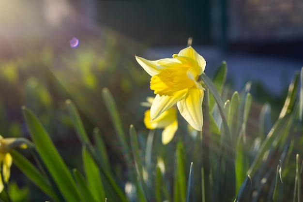 Wczesną wiosną żółte żonkile kwitnące w ogrodzie