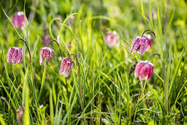 Wczesny wiosna szachowy kwiat w powodzi łące. Głowiasta główka węża (Fritillaria meleagris)