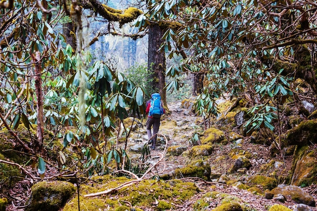 Wędrowiec w himalajskich dżunglach, Nepalu, regionie Kanchenjunga