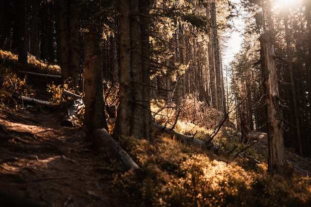 Wędrówka Chabenec Od Wsi Magurka Do Chaty Durkovej Bardzo Popularny Cel Wędrówek W Parku Narodowym Niskie Tatry Słowacja Przyroda Region Liptov Zimowy Zamarznięty Krajobraz