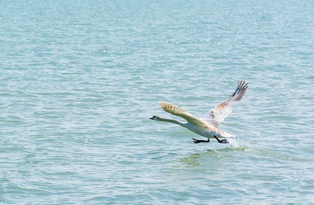 Węgry Jezioro Balaton piękny letni krajobraz z ptakami na wodzie