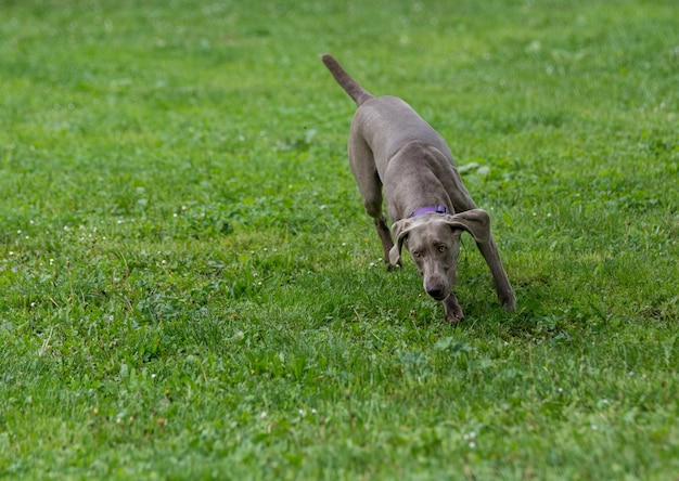 Weimaraner na trawiastym polu