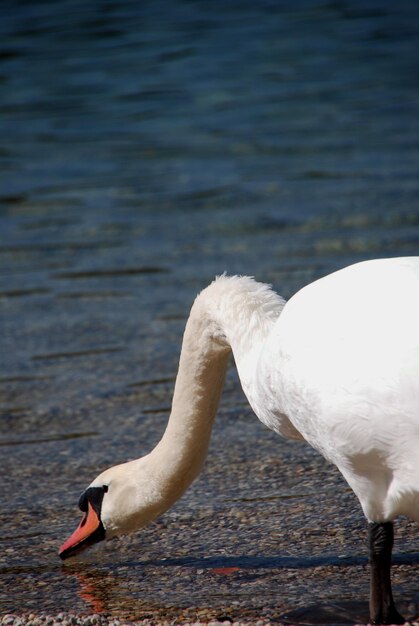 Weisser schwan trinkt wasser am see im sommer