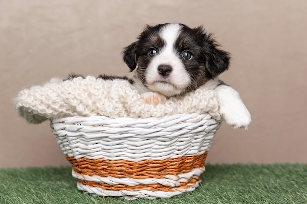 Welsh Corgi Cardigan ładny puszysty pies szczeniak Portret zbliżenie szczeniaka śmieszne zwierzę