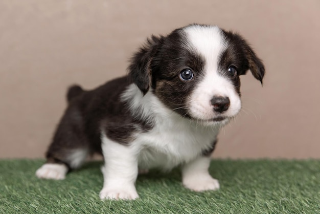 Zdjęcie welsh corgi cardigan ładny puszysty pies szczeniak portret zbliżenie szczeniaka śmieszne zwierzę