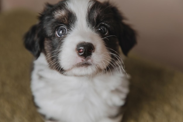 Welsh Corgi Cardigan ładny puszysty pies szczeniak Portret zbliżenie szczeniaka śmieszne zwierzę