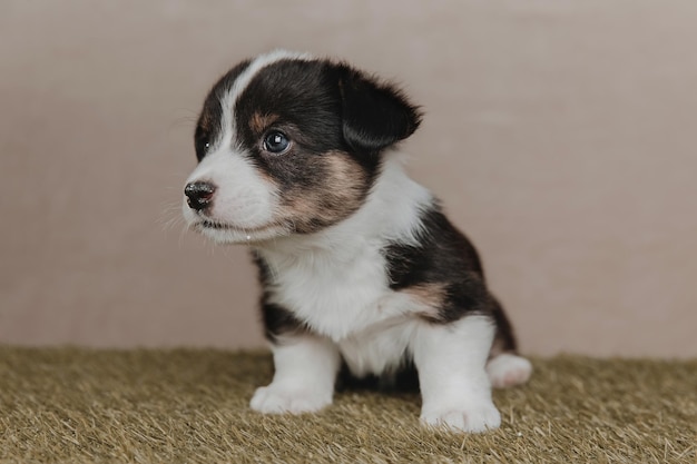 Welsh Corgi Cardigan ładny puszysty pies szczeniak Portret zbliżenie szczeniaka śmieszne zwierzę