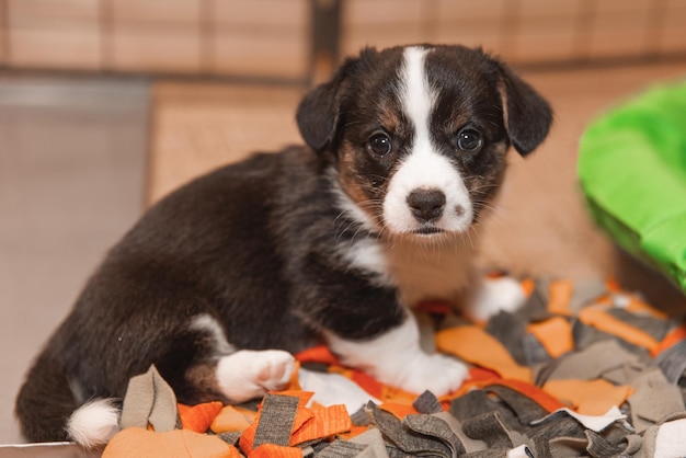 Welsh Corgi Cardigan ładny puszysty pies szczeniak Portret zbliżenie szczeniaka śmieszne zwierzę