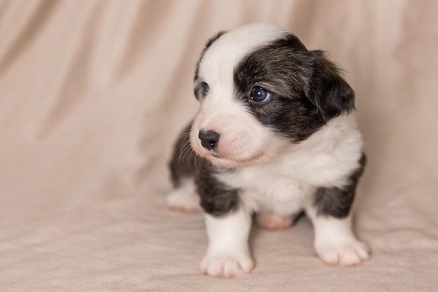 Welsh Corgi Cardigan ładny puszysty pies szczeniak Portret zbliżenie szczeniaka śmieszne zwierzę