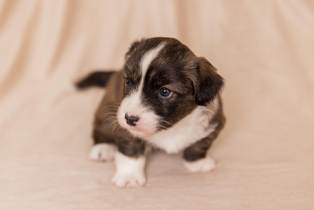 Welsh Corgi Cardigan ładny puszysty pies szczeniak Portret zbliżenie szczeniaka śmieszne zwierzę