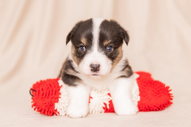 Welsh Corgi Cardigan ładny puszysty pies szczeniak Portret zbliżenie szczeniaka śmieszne zwierzę