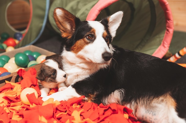 Zdjęcie welsh corgi cardigan ładny puszysty pies szczeniak portret zbliżenie szczeniaka śmieszne zwierzę