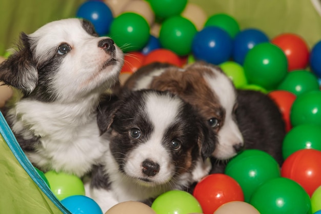 Welsh Corgi Cardigan śliczne puszyste szczenięta pies Zbliżenie portret szczeniąt śmieszne zwierzęta