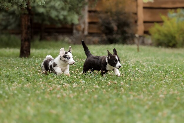 Welsh Corgi Cardigan śliczny puszysty piesek