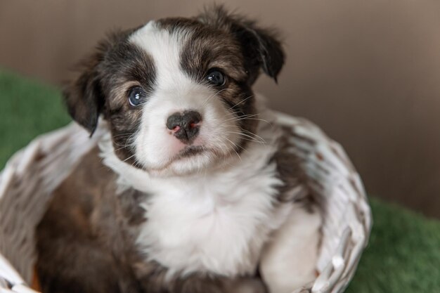 Zdjęcie welsh corgi cardigan uroczy puszysty szczeniak szczeniaka śmiesznego zwierzęcia