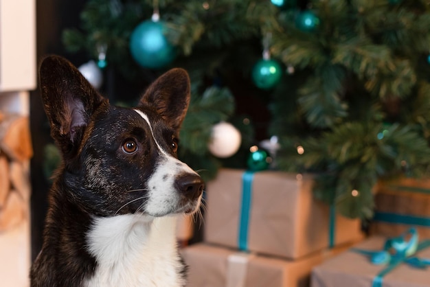 Welsh Corgi Pembroke Boże Narodzenie Rasowy pies i prezent na Boże Narodzenie Święta i wydarzenia