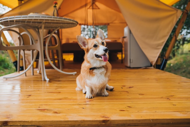 Welsh Corgi Pembroke Dog odpoczywa na tle przytulnego glampingu