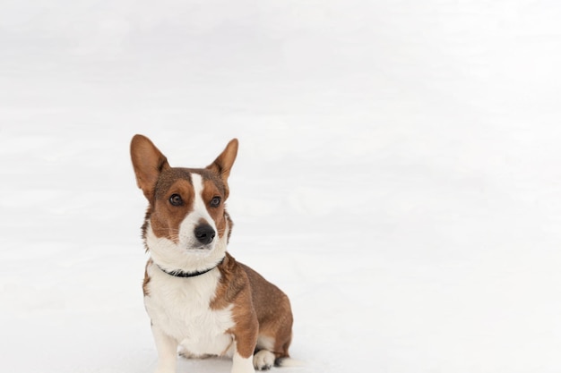 Welsh Corgi Pembroke Motywy zwierząt Rasowy pies zimą Skopiuj przestrzeń