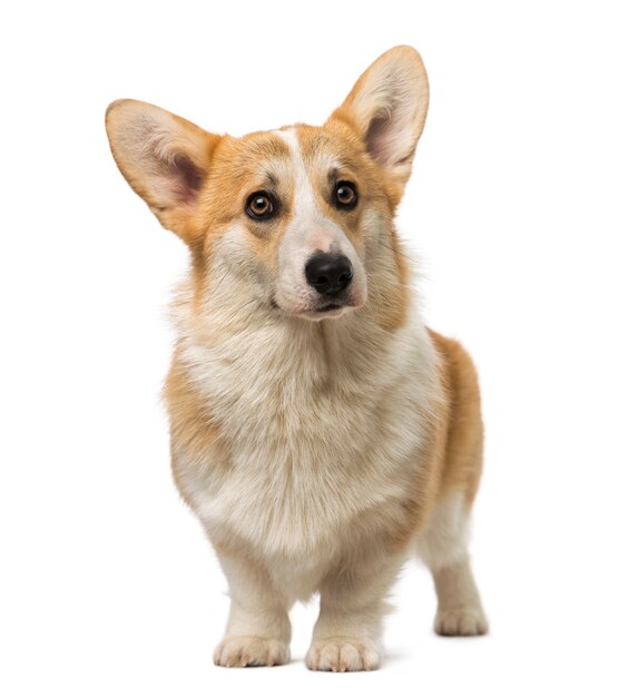 Welsh Corgi Pembroke na białym tle