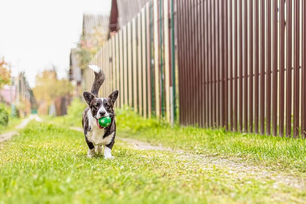 Welsh corgi Pembroke Pet Pies czystej rasy biegnący z zabawką Tematy zwierzęce