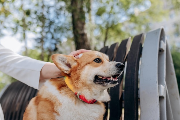 Welsh Corgi Pembroke Pies leżący na ławce w parku miejskim w pobliżu właściciela