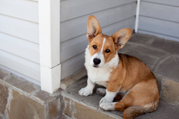 Welsh corgi pembroke pies siedzi i odpoczywa na schodach domu na świeżym powietrzu w letni dzień