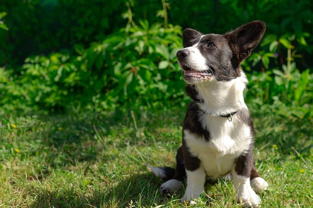 Welsh Corgi Pembroke Portret rasowego psa Śliczne zwierzaki